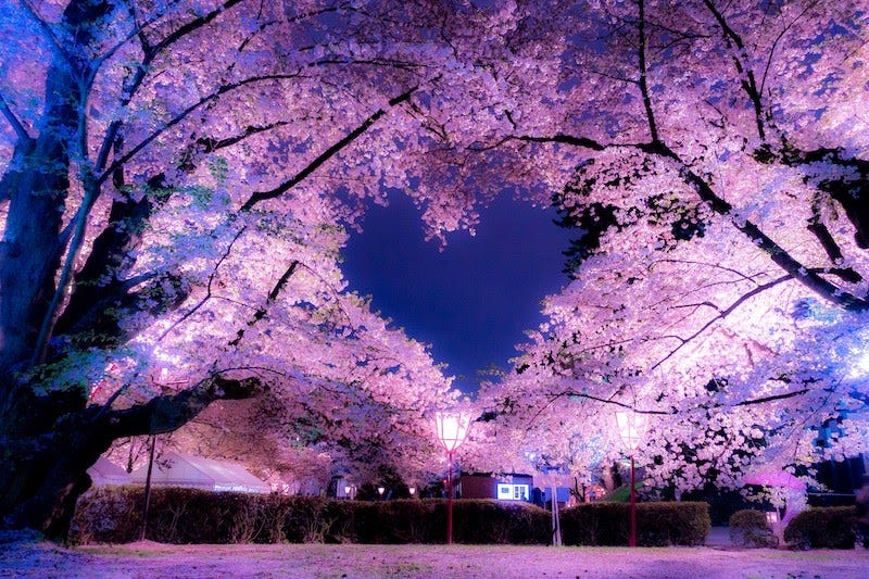 https://donnykimball.com/wp-content/uploads/2023/08/Hirosaki-Park-Cherry-Blossom-Heart.jpg
