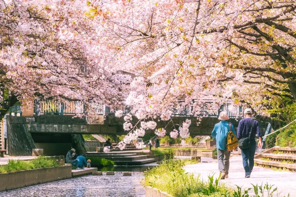 Motoara River Cherry Blossom Avenue | A Saitama Secret Spot
